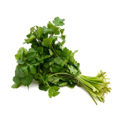 Cilantro, bunch