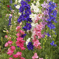 Larkspur