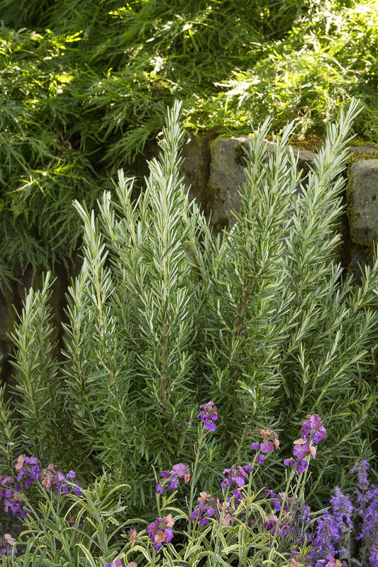 Rosemary