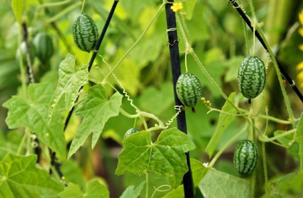 Cucumber (Mexican Sour Gherkin, Cucamelon), 'Sandita