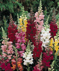 Snapdragon, Rocket Mix 4" Pot